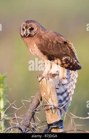 Hibou des marais (Asio capensis tingitanus), des profils s'étendant une aile Banque D'Images