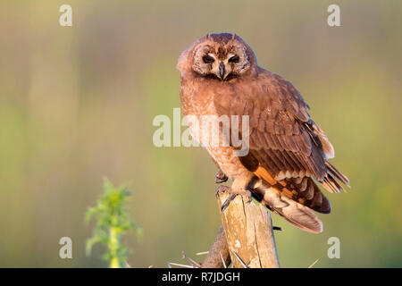 Hibou des marais (Asio capensis tingitanus), adulte perché sur un poster au Maroc Banque D'Images