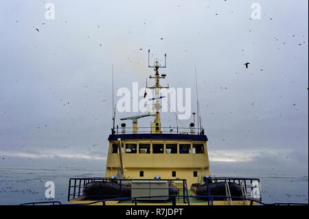 Troupeau de Guillemots de Brünnich (Uria lomvia) ou du Brunnich guillemots survolant une expédition en bateau de croisière, d'oiseaux, falaise Alkefjellet Hinlopen Strait, Sp Banque D'Images