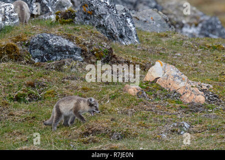 Jeune Renard arctique (Vulpes lagopus), Alkhornet, archipel du Svalbard, Norvège Banque D'Images