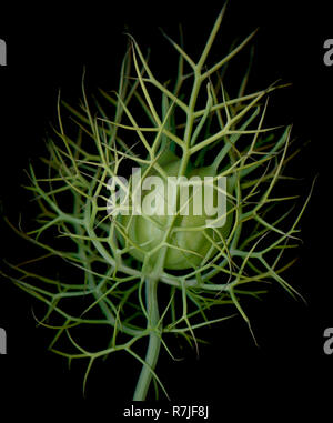 La capsule de semences ornementales de Nigella damascena, une espèce annuelle touffue communément appelé Love-In-A-Mist Banque D'Images