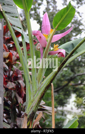 Blossom de velours rose, BANANE Musa velutina dans le parc municipal à Funchal Banque D'Images