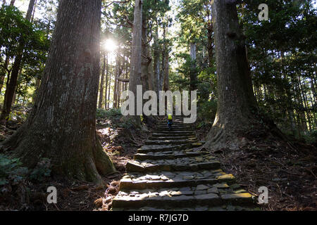 Kumano Kodo à Daimon-zaka, un sentier sacré désigné comme site du patrimoine mondial de l'UNESCO dans la région de Nachi, Wakayama, Japon. Banque D'Images