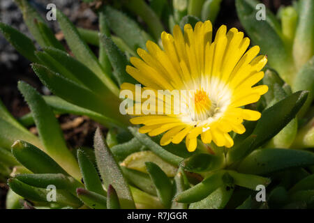 Delosperma congestum midi (fleurs), près de la tête de fleur Banque D'Images