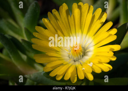 Delosperma congestum midi (fleurs), près de la tête de fleur Banque D'Images