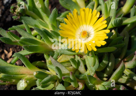 Delosperma congestum midi (fleurs), près de la tête de fleur Banque D'Images