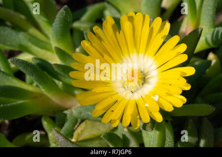 Delosperma congestum midi (fleurs), près de la tête de fleur Banque D'Images