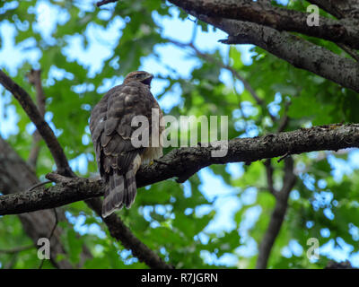 L'Autour des palombes (Accipiter gentilis). La Russie Banque D'Images