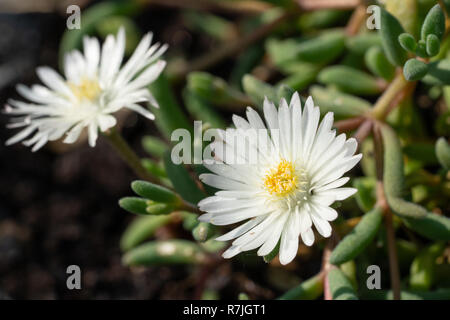 Delosperma congestum midi (fleurs), près de la tête de fleur Banque D'Images