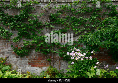 L'espalier,espaliered pommier,cuisine,jardin,jardin clos,support,pris en charge,train,rustique,formés, mur en brique rouge Floral RM Banque D'Images