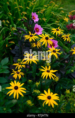 Rudbeckia fulgida var sullivantii goldsturm,jaune,rudbeckias,Dahlia heureux seul Wink, violet, rose, fleurs,de,mixte,fleurs,fleurs, combinaison, RM Banque D'Images