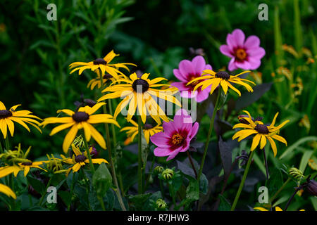 Rudbeckia fulgida var sullivantii goldsturm,jaune,rudbeckias,Dahlia heureux seul Wink, violet, rose, fleurs,de,mixte,fleurs,fleurs, combinaison, RM Banque D'Images