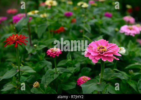 Les zinnias zinnia,double,single,rose,blanc, violet, rouge, orange,de,mixte,chambres,jardin,fleurs,fleurs,Fleurs,RM Banque D'Images