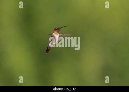 Colibri à gorge rubis mâle en vol. Banque D'Images