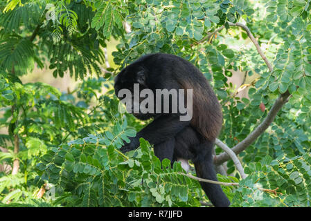 Singe hurleur noir, genre Alouatta en sous-famille Alouattinae monotypique, l'un des plus importants de singes du Nouveau Monde, les fourrages pour l'alimentation dans son habitat la pluie Banque D'Images