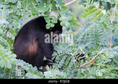 Singe hurleur noir, genre Alouatta en sous-famille Alouattinae monotypique, l'un des plus importants de singes du Nouveau Monde, les fourrages pour l'alimentation dans son habitat la pluie Banque D'Images