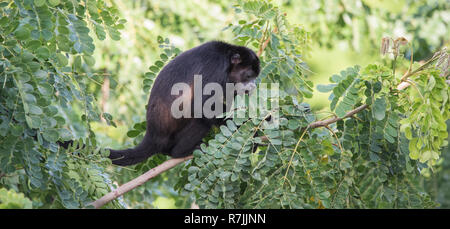 Singe hurleur noir, genre Alouatta en sous-famille Alouattinae monotypique, l'un des plus importants de singes du Nouveau Monde, les fourrages pour l'alimentation dans son habitat la pluie Banque D'Images