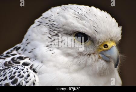 Un livre blanc Faucon gerfaut (Falco rusticolus) Banque D'Images