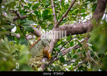 Un iguane vert jaune à Sanibel Island, Floride Banque D'Images