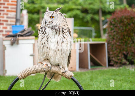 Close up portrait of an Eagle Eagle owl (OWL) avec de beaux yeux orange et délicate. apparence statistique crack Plus grandes espèces de hiboux qui existe Banque D'Images