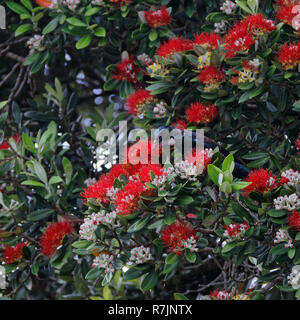 Nectar de potable Tui un Arbre Pohutukawa, l'arbre de Noël de Nouvelle-Zélande, les autochtones de Nouvelle-Zélande Banque D'Images