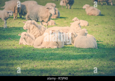 Les Jeunes agneaux et moutons de mensonge et de pâturage dans un pâturage sur la grande réserve naturelle des Pays-Bas, la Veluwe. Le troupeau est utilisé pour l'entretien de la nature . Photo Banque D'Images