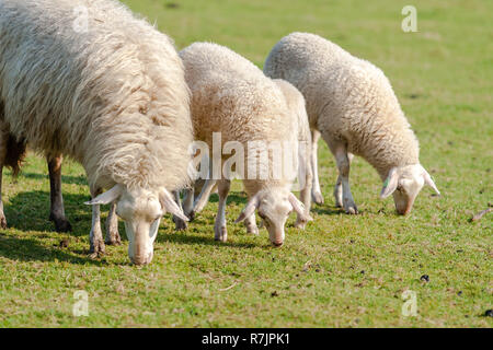 Les Jeunes agneaux et moutons de mensonge et de pâturage dans un pâturage sur la grande réserve naturelle des Pays-Bas, la Veluwe. Le troupeau est utilisé pour l'entretien de la nature . Photo Banque D'Images