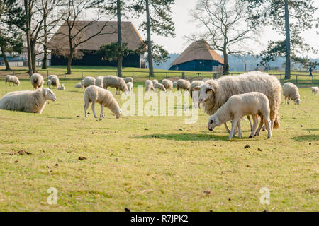 Les Jeunes agneaux et moutons de mensonge et de pâturage dans un pâturage sur la grande réserve naturelle des Pays-Bas, la Veluwe. Le troupeau est utilisé pour l'entretien de la nature . Photo Banque D'Images