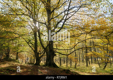 Les hêtres en automne Sunshine, Lake District, Keswick, Cumbria, England, UK Banque D'Images