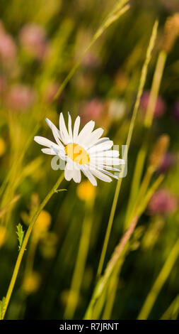 Vintage photo de belles marguerites sauvages Banque D'Images