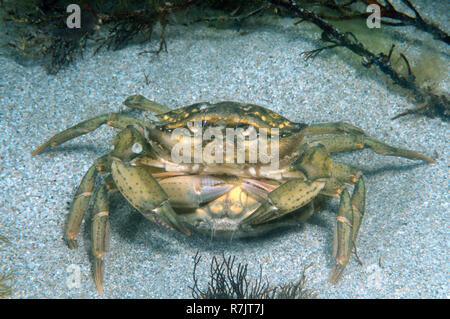 Le crabe vert (Carcinus aestuarii), l'accouplement, de la mer Noire, en Crimée, Ukraine Banque D'Images