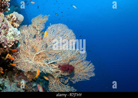 Barrière de corail à Ras Mohammed National Park, péninsule du Sinaï, Charm el-Cheikh, Red Sea, Egypt Banque D'Images