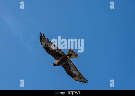 Îles Galápagos (Buteo galapagoensis), en vol, de l'Île Española, Galapagos, Equateur Banque D'Images