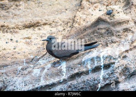 Les Galápagos noddi brun (Anous stolidus galapagensis), Punta Vicente Roca, l'île Isabela, Galapagos, Equateur Banque D'Images