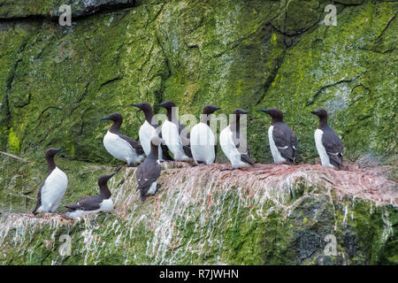 La marmette de Brünnich (Uria lomvia) perché sur les falaises, Tchoukotka, Russie Banque D'Images