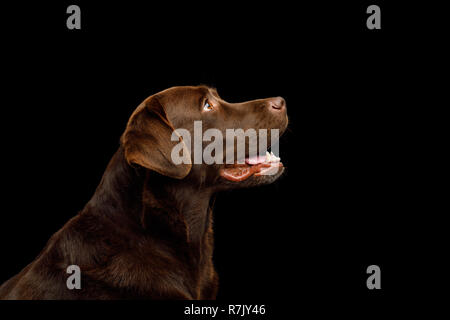 Funny Portrait of Happy Labrador retriever dog Looking up isolées sur fond noir, vue de profil Banque D'Images