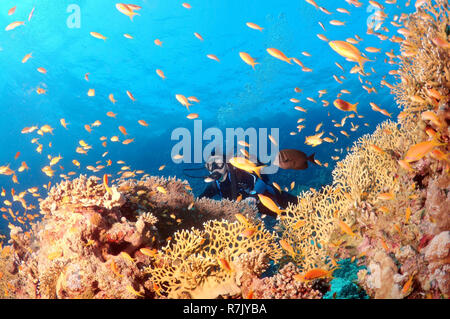 Plongée sous marine à la recherche en mer Goldies (Pseudanthias squamipinnis), Red Sea, Egypt Banque D'Images