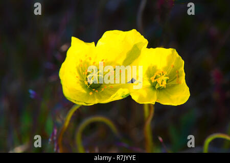 Le pavot arctique (Papaver radicatum), Wrangel, Tchoukotka, Russie Banque D'Images