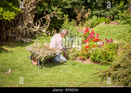 Chauffeur particulier à des plantes dans un jardin d'été, UK Banque D'Images