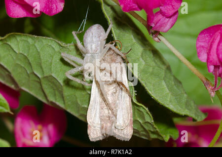 Philodromid ARAIGNÉE CRABE, Philodromus sp., en se nourrissant de capturé papillon sur coral vine, Antigonon leptopus Banque D'Images