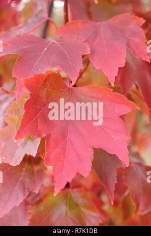 Acer rubrum 'Brandywine'. Brandywine Red Maple Tree montrant couleurs d'automne, UK. Banque D'Images