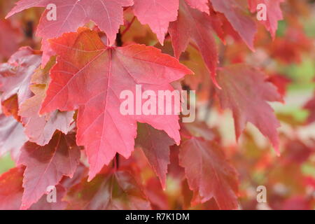 Acer rubrum 'Brandywine'. Brandywine Red Maple Tree montrant couleurs d'automne, UK. Banque D'Images