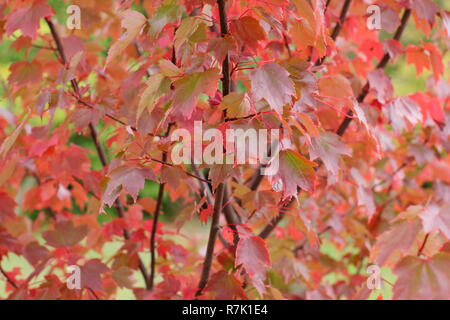 Acer rubrum 'Brandywine'. Brandywine Red Maple Tree montrant couleurs d'automne, UK. Banque D'Images