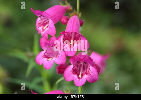 Penstemon 'Juste Pensham Jayne', fleurs de Penstemon Pensham juste 'Jayne" dans un jardin d'automne. Octobre, Royaume-Uni Banque D'Images