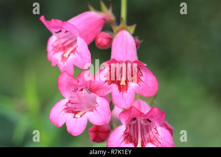 Penstemon 'Juste Pensham Jayne', fleurs de Penstemon Pensham juste 'Jayne" dans un jardin d'automne. Octobre, Royaume-Uni Banque D'Images