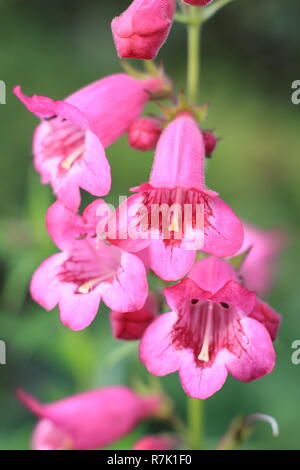 Penstemon 'Juste Pensham Jayne', fleurs de Penstemon Pensham juste 'Jayne" dans un jardin d'automne. Octobre, Royaume-Uni Banque D'Images