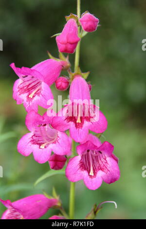 Penstemon 'Juste Pensham Jayne', fleurs de Penstemon Pensham juste 'Jayne" dans un jardin d'automne. Octobre, Royaume-Uni Banque D'Images