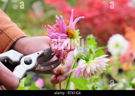 Le deadheading jardinier dahlias avec des sécateurs dans un jardin d'automne frontière, UK Banque D'Images