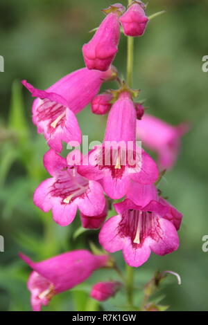 Penstemon 'Juste Pensham Jayne', fleurs de Penstemon Pensham juste 'Jayne" dans un jardin d'automne. Octobre, Royaume-Uni Banque D'Images