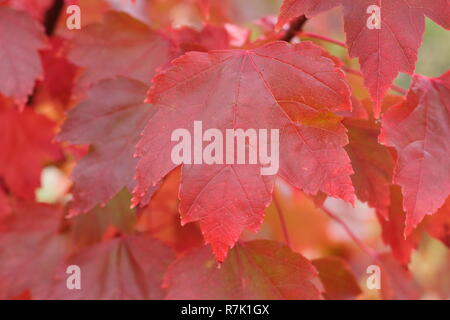 Acer rubrum 'Brandywine'. Brandywine Red Maple Tree montrant couleurs d'automne, UK. Banque D'Images